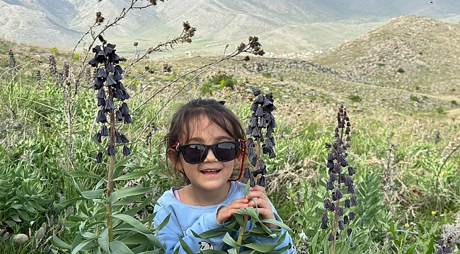 Doğanşehir'de dağ sümbülleri çiçek açtı 