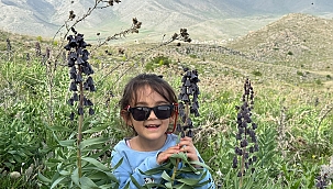 Doğanşehir'de dağ sümbülleri çiçek açtı 