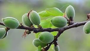 Mevsimin ilk kayısı çağlası Kale'de 