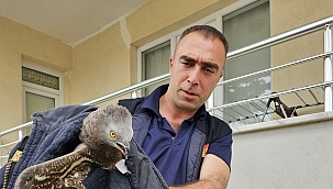 Yaralı şahin koruma altına alındı 