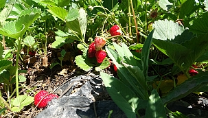 Malatya'da "kırmızı elmas' hasadı başladı 