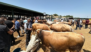 Kurban Bayramı öncesi canlı hayvan pazarında yoğunluk yaşanıyor 