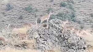 200 yaban keçisi yola indi 