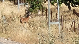 Yaban keçileri bu sefer kayısı bahçesinde görüntülendi 