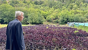 Arapgir reyhanla kalkınacak 