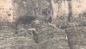 Yaban keçileri görüntülendi