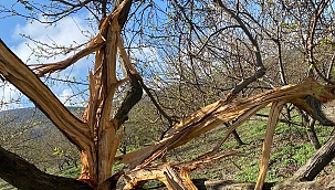 Kayısı bahçesine düşen yıldırım ağaçları parçaladı 