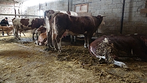  Ahırda akıma kapılan hayvanların telef olma anları kamerada 