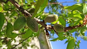 Kayısı üreticileri için acil destek çağrısı