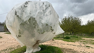 Kayısı üreticilerinden "zirai don" önlemi