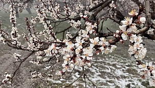 Malatya'da kayısıyı dolu vurdu 