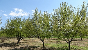 "Yüzyılın en büyük zirai ürün kaybı" 