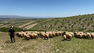 Yetiştiriciler yayla yoluna çıktı 