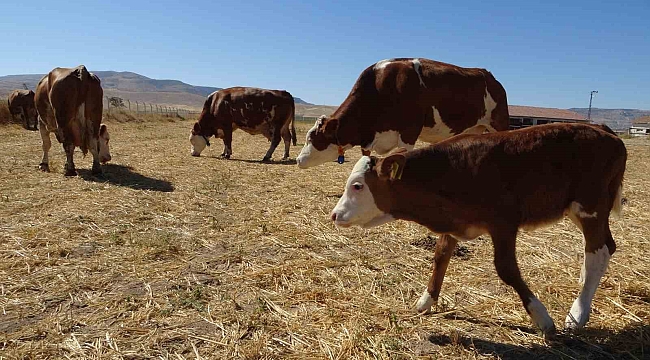 Malatya Akçadağ'da ŞAP ve kayıp tonlarca yem şoku!