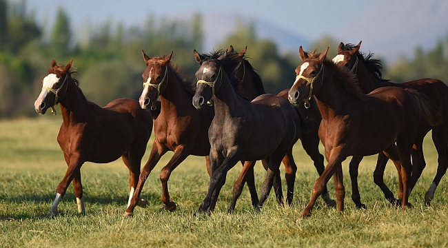Sultansuyu'nda sabotaj şüphesi