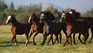 Sultansuyu'nda sabotaj şüphesi