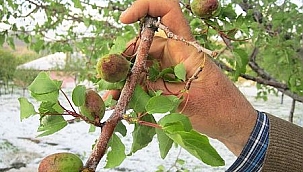 Ağbaba: Dolu kayısıya büyük zarar verdi 
