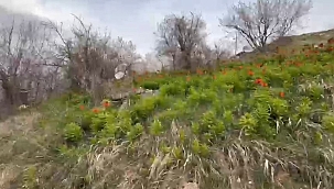 Akçadağ'da ters laleler görsel şölen oluşturdu 