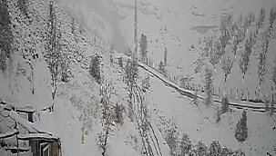 Kurt sürüsü güvenlik kamerasına yansıdı 