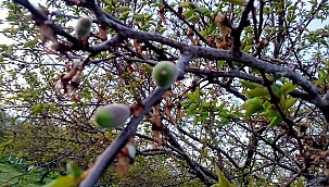 Malatya'da dolu sonrası tarımsal hasar tespit çalışmaları başlatıldı 