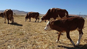 TİGEM Sultansuyu'nda sular durulmuyor: Bu kez de "süt hırsızlığı iddiası" 