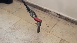 Malatya'da apartmana giren yılan paniğe neden oldu 