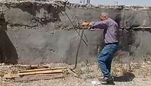 Muhtar, evlere giren yılanları yakalayıp doğal yaşam alanına bırakıyor 
