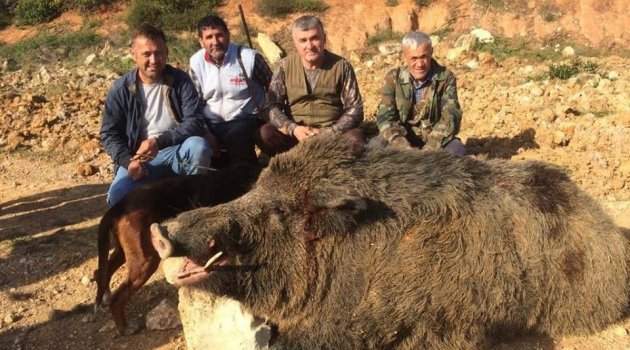 350 kilogramlık domuzu avlayan avcılar gözlerine inanamadı