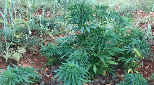 5 bin 884 kök kenevir ele geçirildi