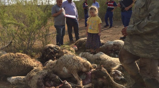 Aç kalan kurtlar sürüye saldırdı, 78 hayvan telef oldu