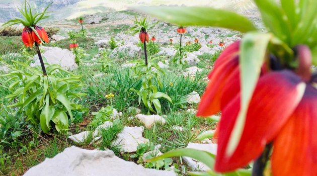 'Ağlayan Gelin' için engel tanınmıyor