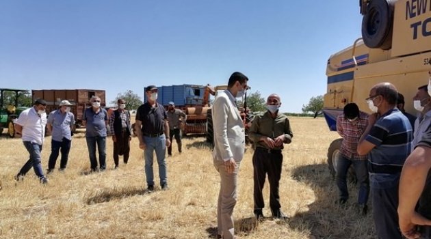 Akçadağ'da hububat hasadı başladı