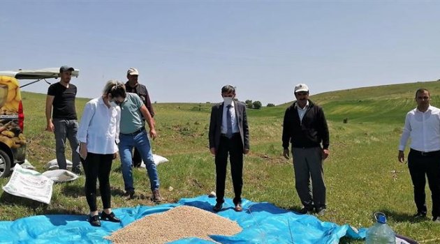 Arapgir'de yerli nohut ekimi yapıldı