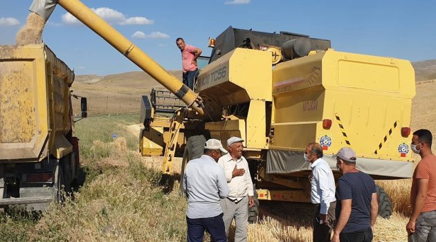 Arguvan'da hasat zamanı!