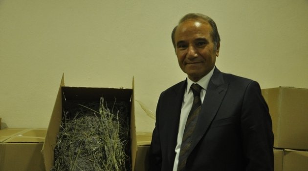 Arguvan da lavanta hasadı başladı
