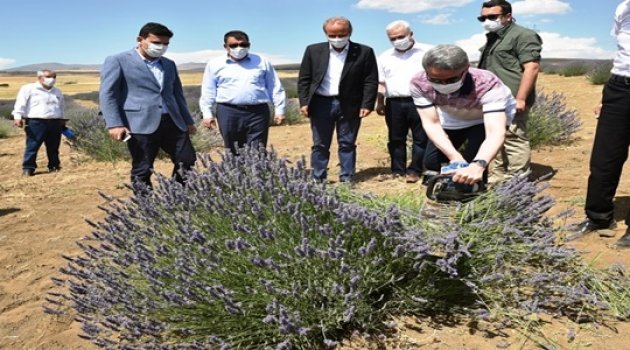 Arguvan'da Lavanta Hasat Günü!