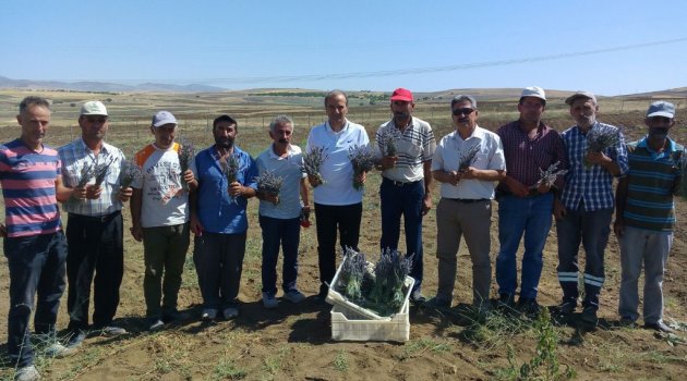 Arguvan'ı lavanta kokuları sardı