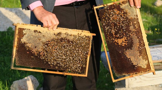 Arı ölümleri arttı