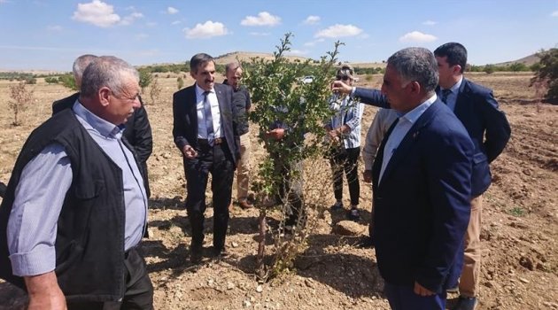 Aşılı alıç fidanı dikimi gerçekleştirildi