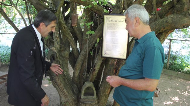 Kızılcık ağacı yıllara meydan okuyor