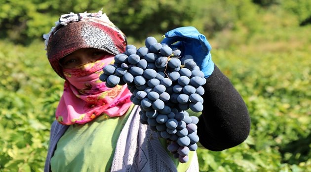 Bağlarda üzüm hasadı devam ediyor