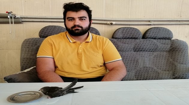 Başına ebabil kuşu düştü