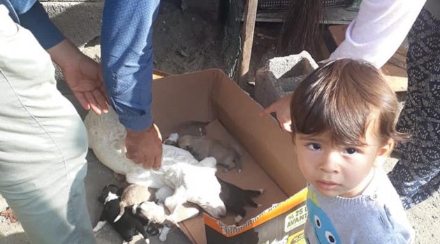 Beton boruya sıkışan yavru köpekleri itfaiye kurtardı