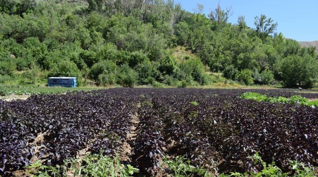 "Bu Malatya'ya yapılan bir kötülük"