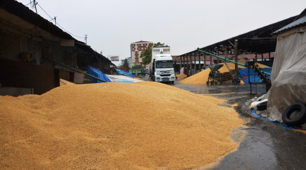 Buğday pazarında zarar büyük
