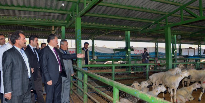  Çakır :Canlı Hayvan Pazarı'nda incelemeler de bulundu !