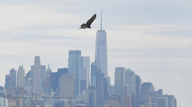 Ceset kokusu alan akbabalar New York'un üzerinde uçmaya başladı