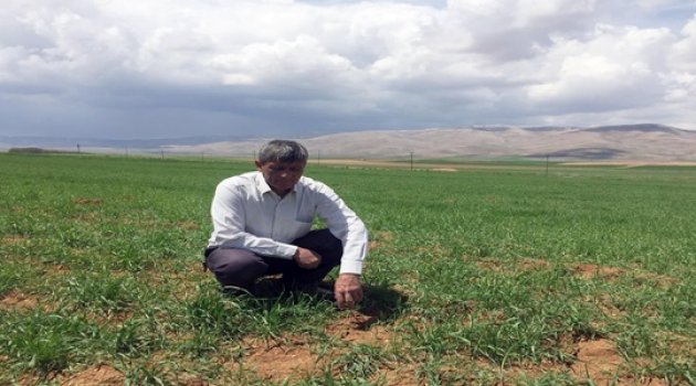 Çiftçilerin umudu yağmurlarda!