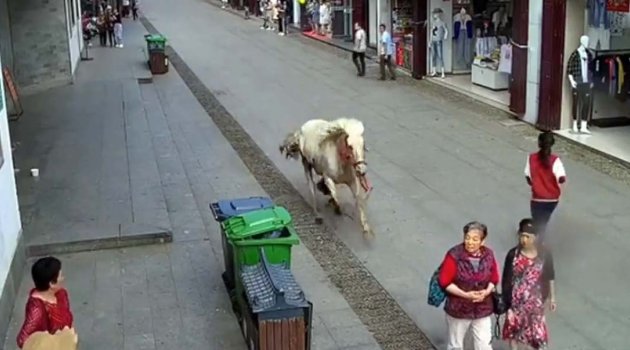 Çin'de hızla koşan at yayaları ezdi