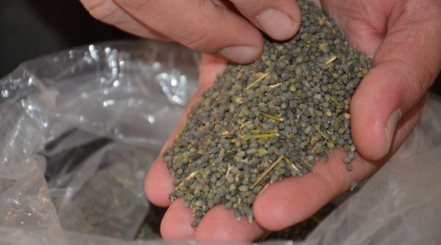 Çok fazla bilinmeyen şifa deposu bitki